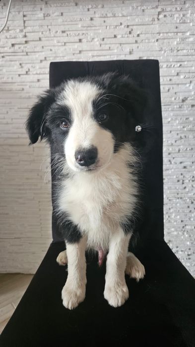 Piesek border collie