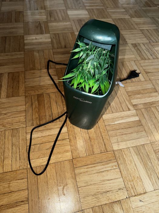 Fontanna dla gadów, kameleonów, gekonów