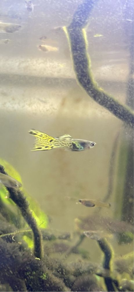 Vendem-se guppys