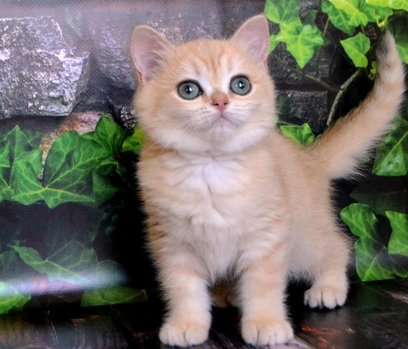 Золотые шиншиллы ny 11