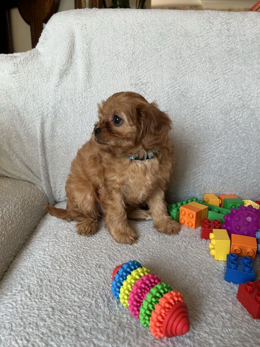 CAVAPOO - suczka