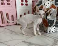 Cornish Rex kotek
