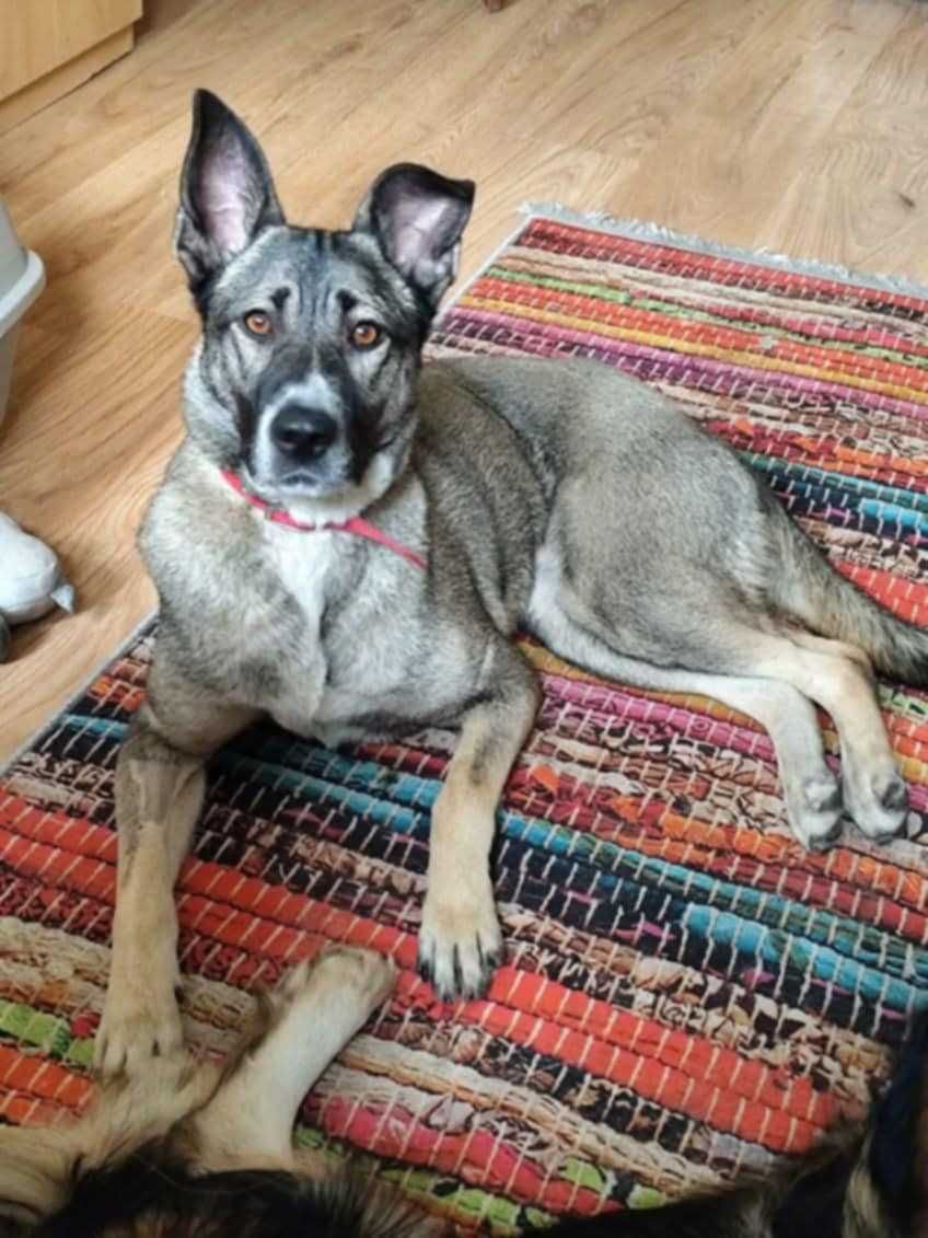 Wrażliwa IGA - mix owczarka i husky szuka domu !!
