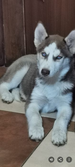 Siberian Husky chłopcy, suczki