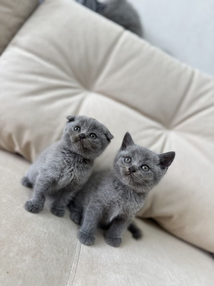 Шотландські кошенята