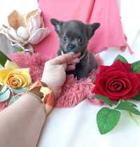 Śliczny Piesek Chihuahua Niebieski !