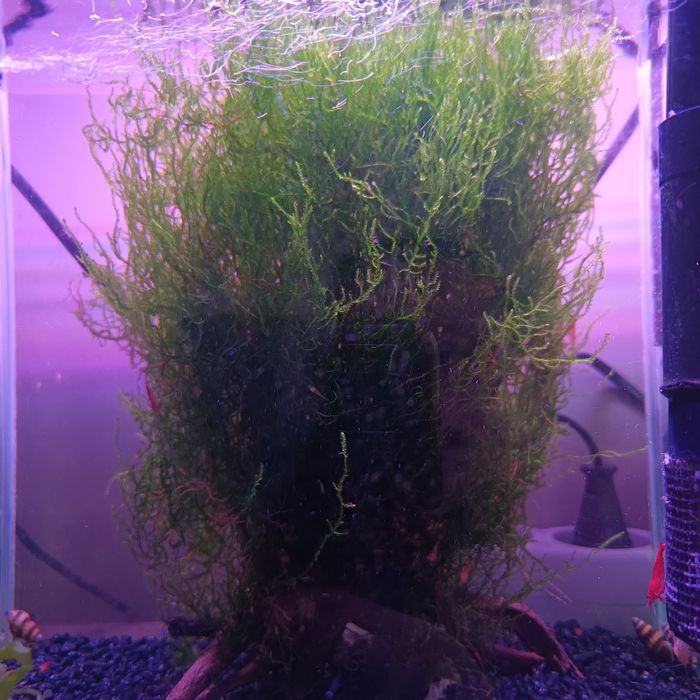 Sprzedam mech na korzeniu