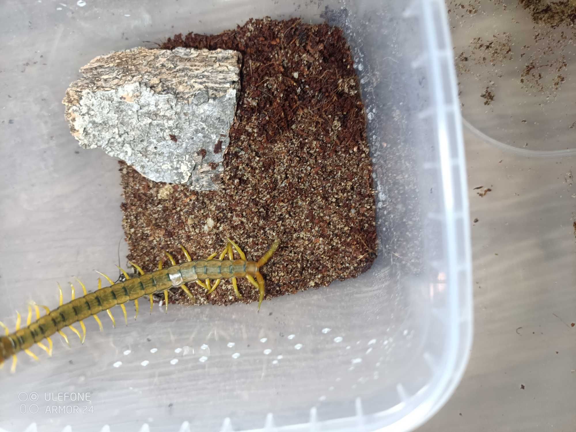 Skolopendra cingulata dla początkujących piękna, wysyłka GRATIS!