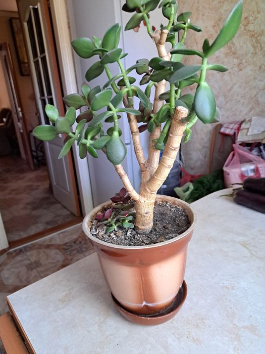 Комнатный цветок