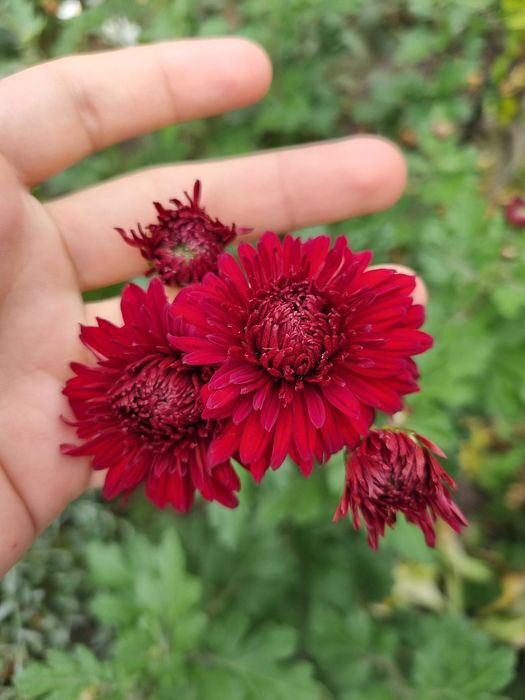 Набор хризантем саженцы