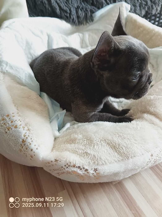 Buldog francuski  piękny  szczenię rodowód