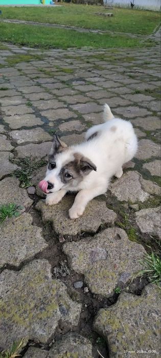 Віддамо безкоштовно лайку