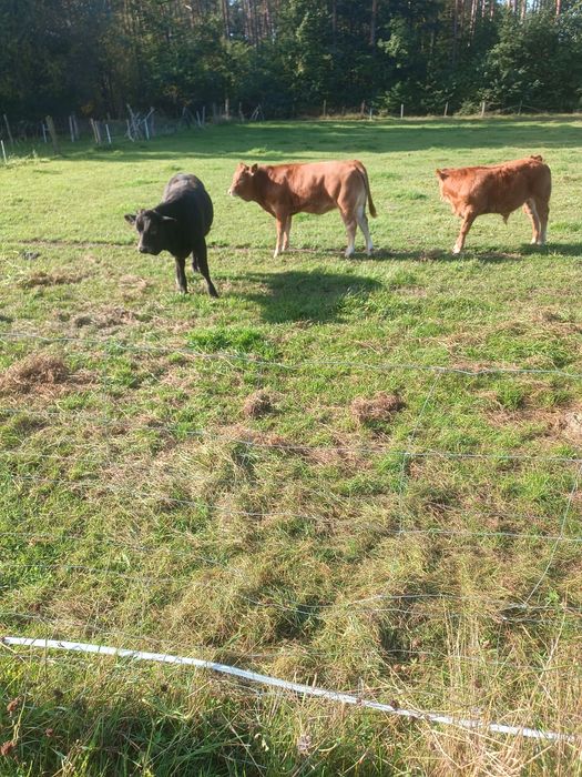 Odsadki LM i MM 5-7 miesięczne