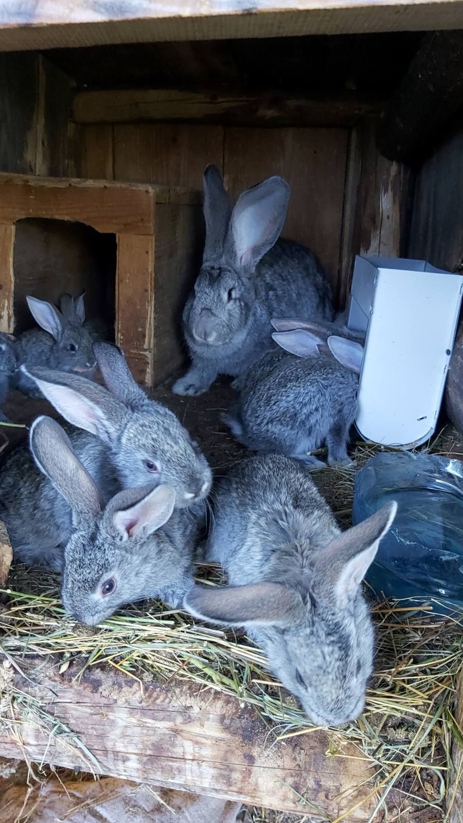 Молодняк кроликів Європейська Шиншила 250гривень місяць життя