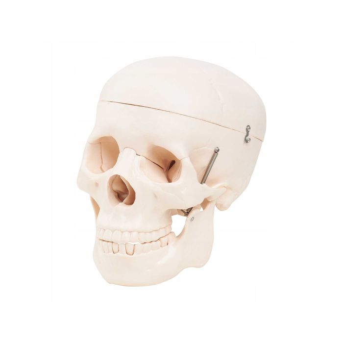 Model Anatomiczny Ludzkiej Czaszki Skala 1:1 Realistyczne Odwzorowanie