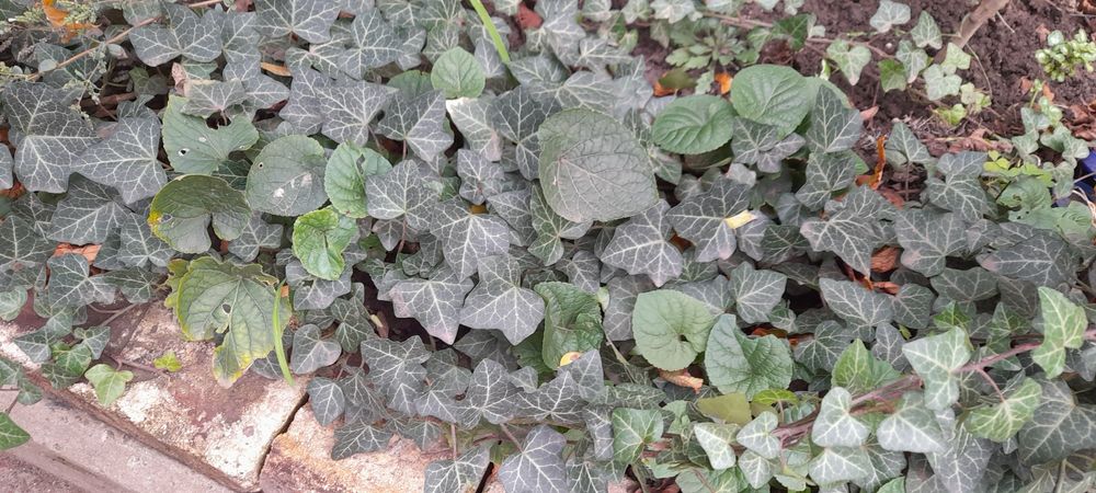 Уличный крымский плющ , Хлорофітум