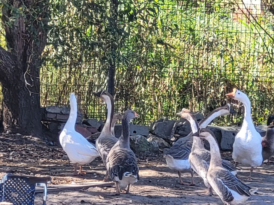 Para a venda, Gansos da Guiné e Patos Rouen