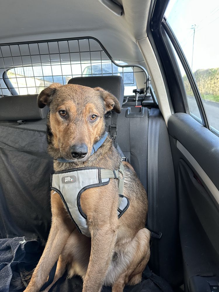 Cão 1 ano - vacinado e oferta da esterilização