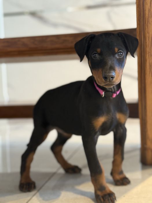 Szczeniaki Doberman