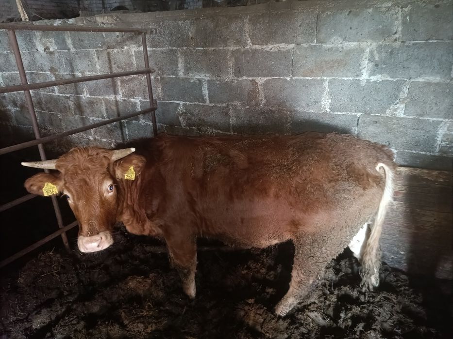 Jałoszka limousine lm