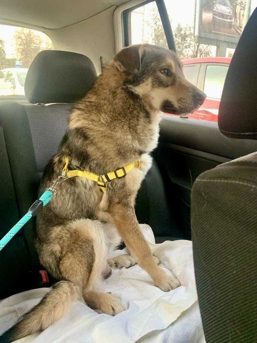 RINO poczciwy, łagodny pies. Uratowany w Bułgarii