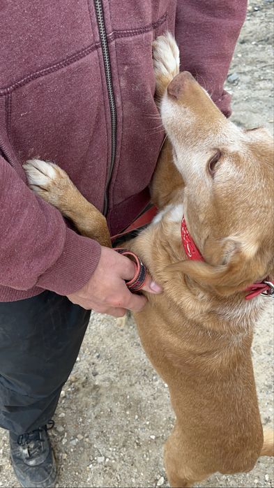 Spicy- o Cão dos abraços!
