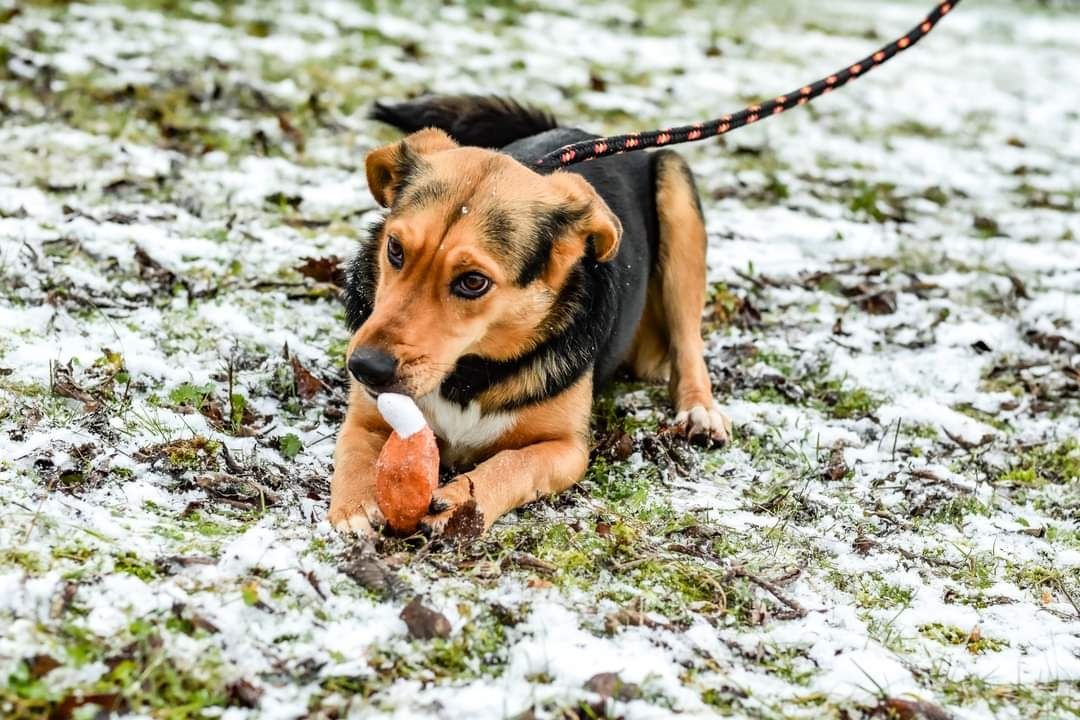 Młodziutkie, cudowne, energiczne sunie szukają najlepszych Domów!