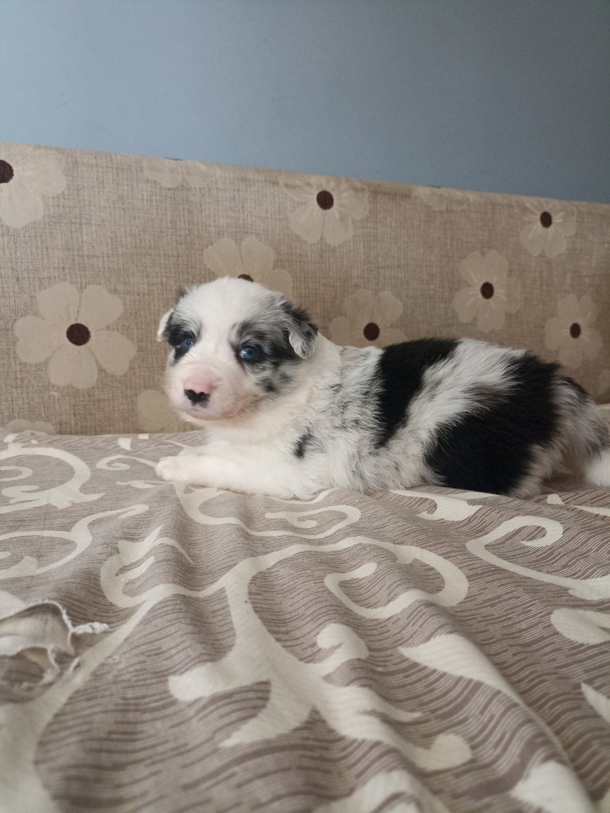 Бордер коллі Cold Water Kennel