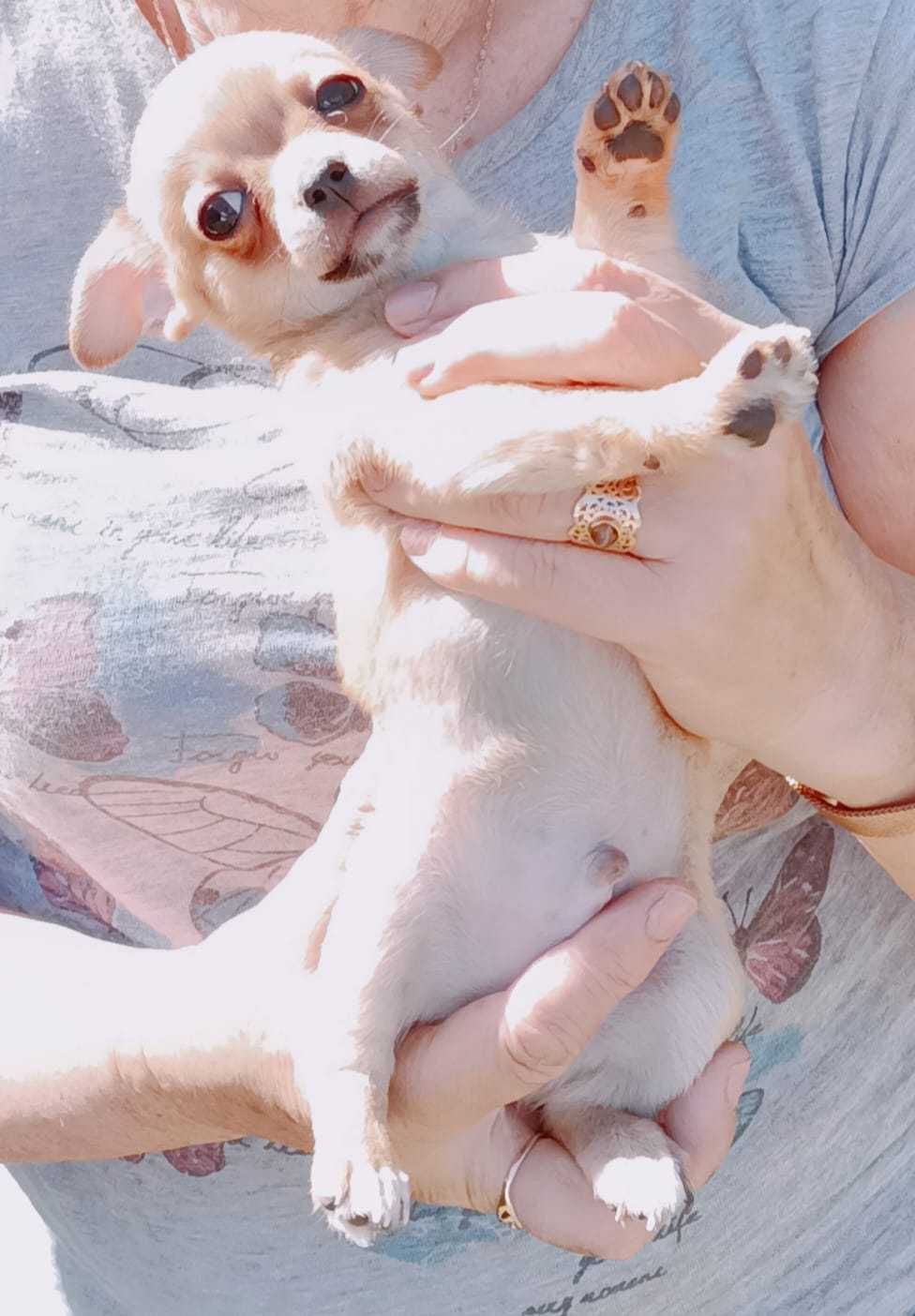 Chihuahua prześliczny piesek!