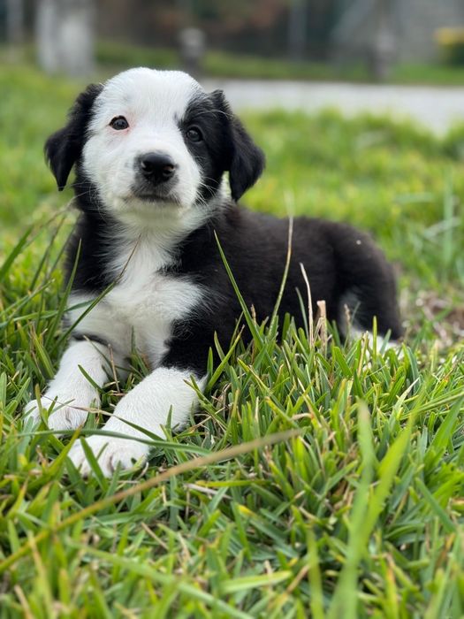 Border Collie preto e branco