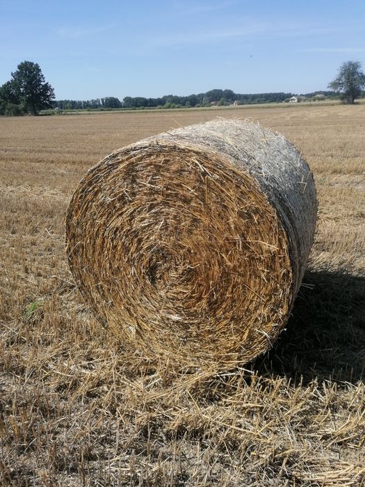 Słoma w belach 130 cm po prasie pasowej