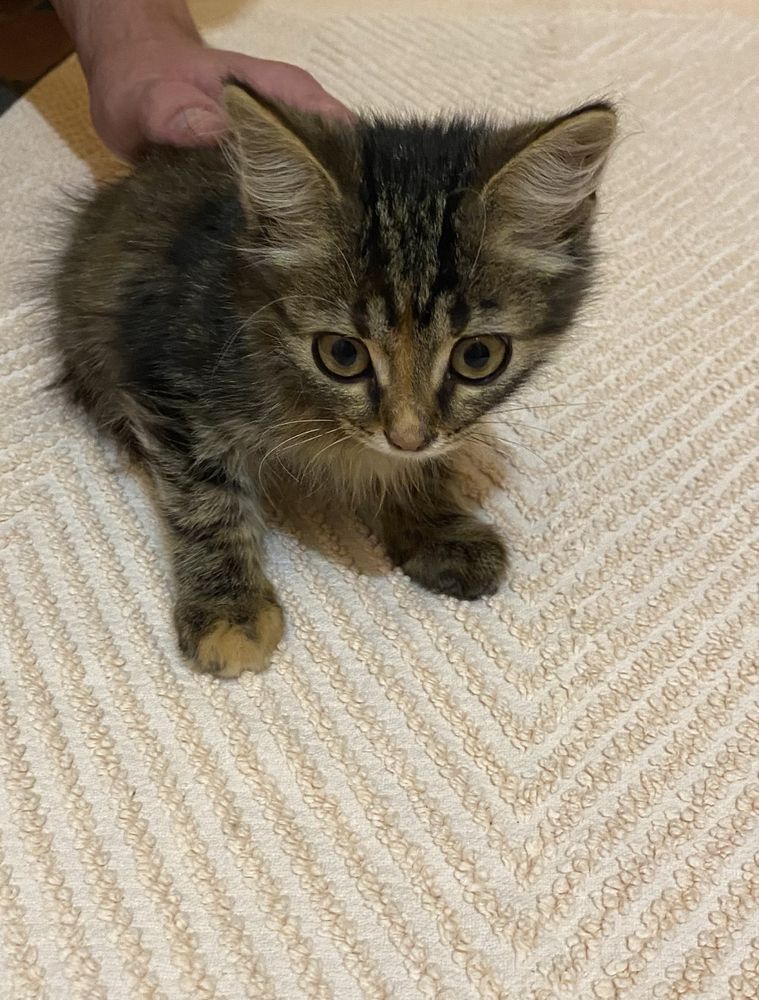 Кошеня дівчинка котенок кішка безкоштовно