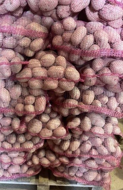 Ziemniaki Red Sonia na samym oborniku.