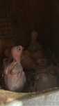 Ring necks bebes