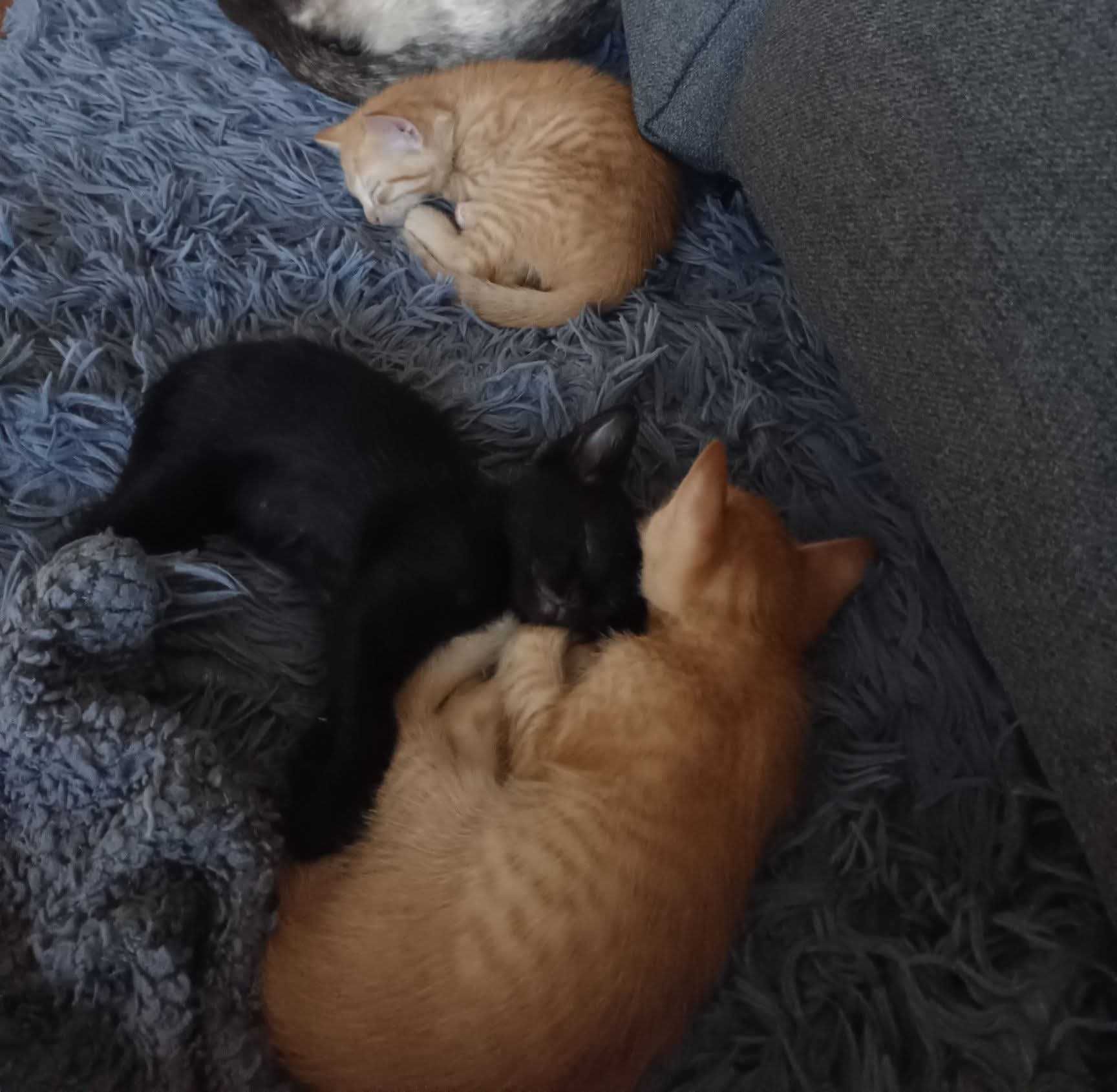 Adoção gatos de  um mês e 17 dias