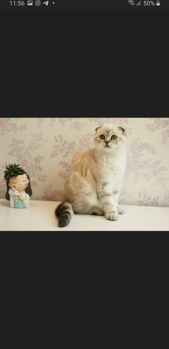 Скотишь фолд приглашает на вязку