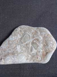skamieliny z Bałtyku