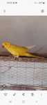Ringnek 2023 amarelo