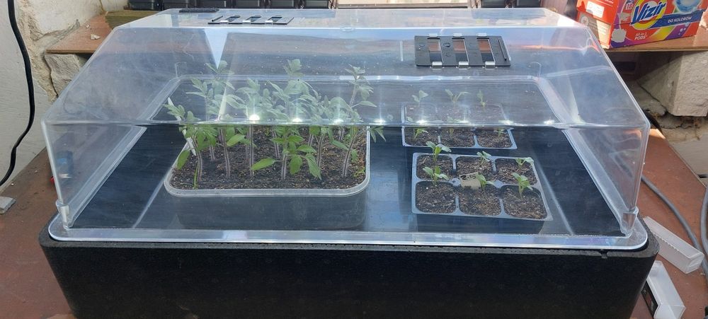 Podgrzewany Propagator Eazy Plug 50W  60x40cm