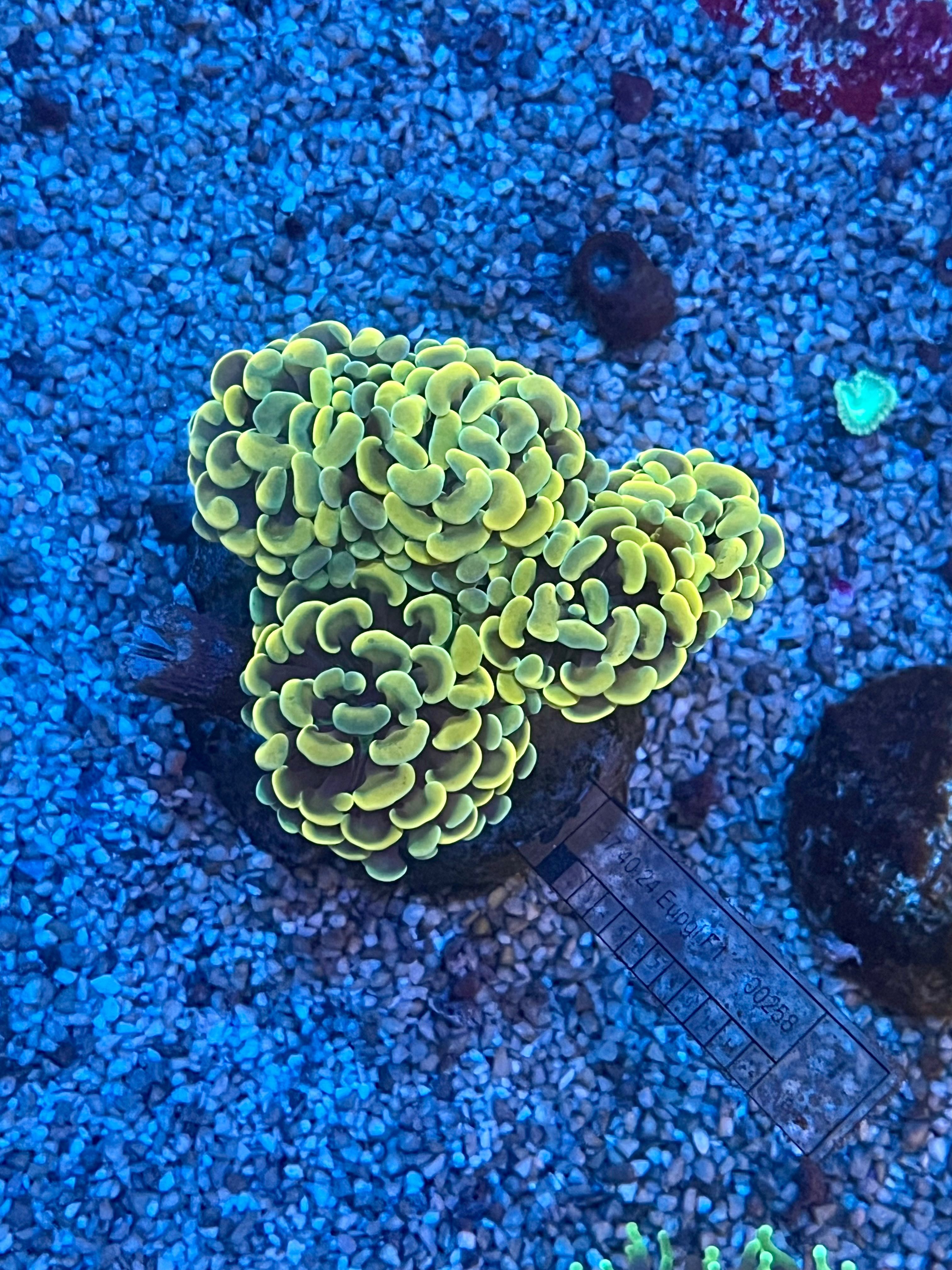 Euphyllia paraancora golden