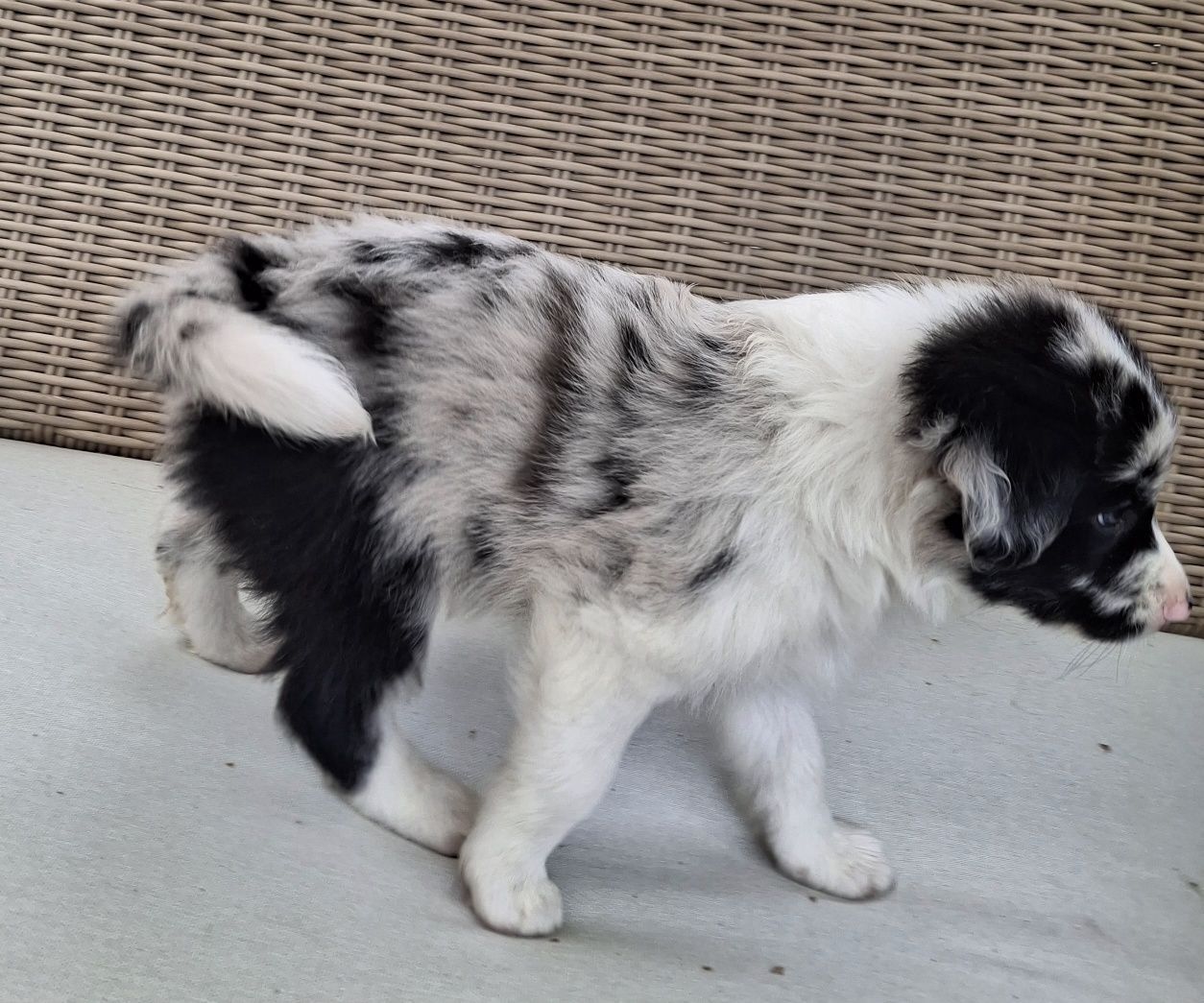 Border Collie chłopak po championie blue merle ZKwP