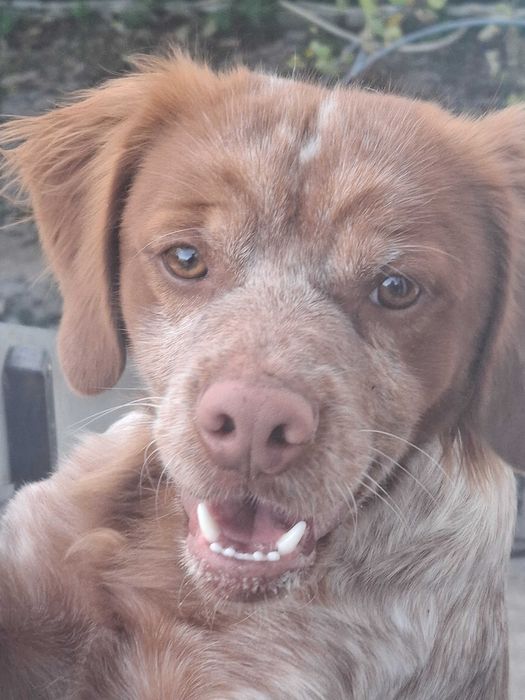 Dá-se cao muito meigo - reservado