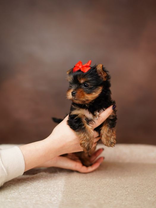 Йоркширские красотульки