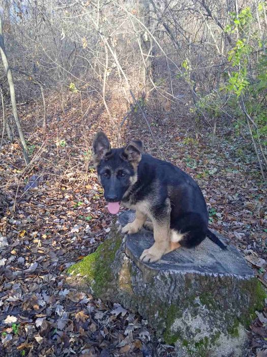 Щенок немецкой овчарки