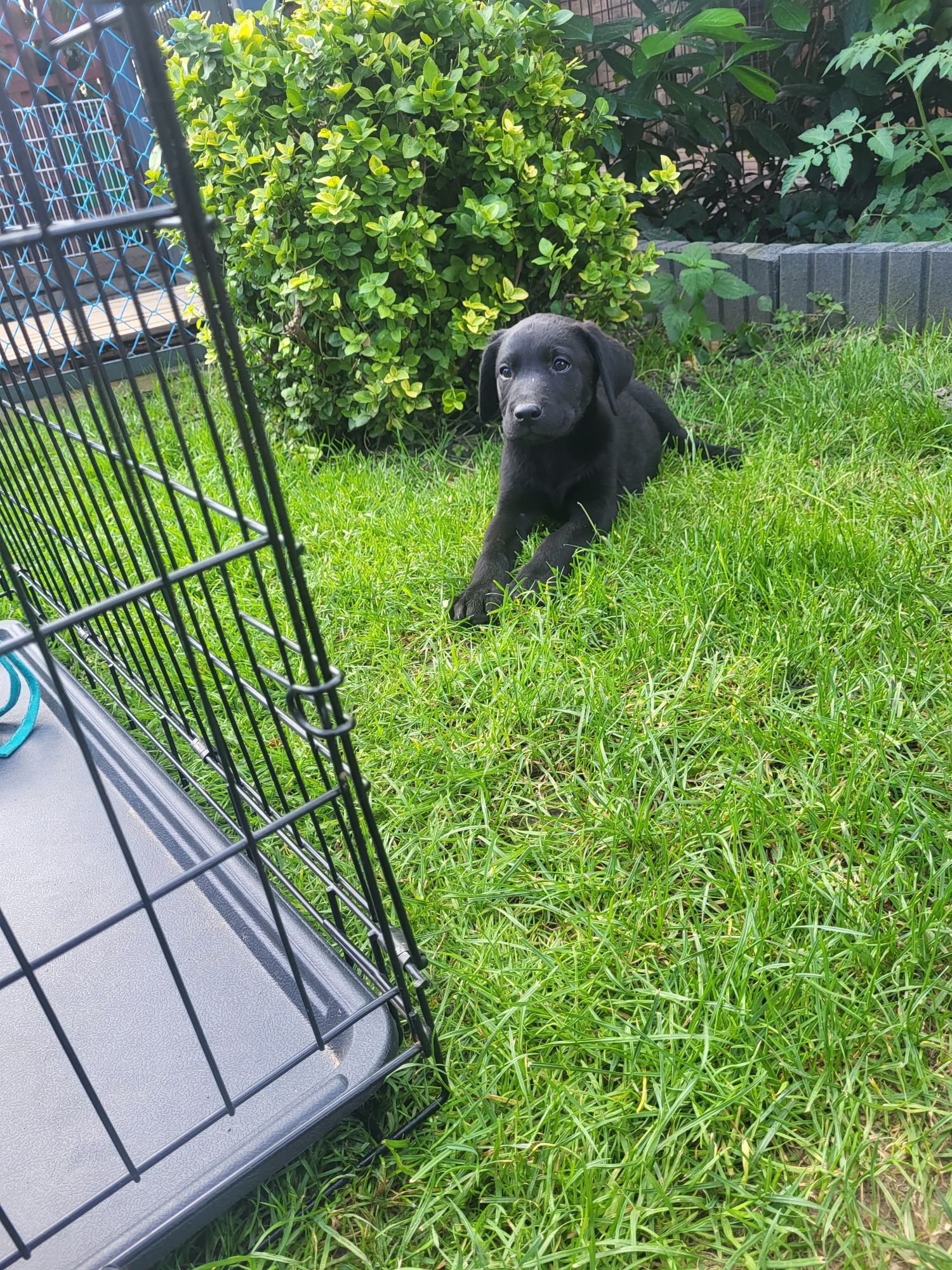 Labrador Retriever