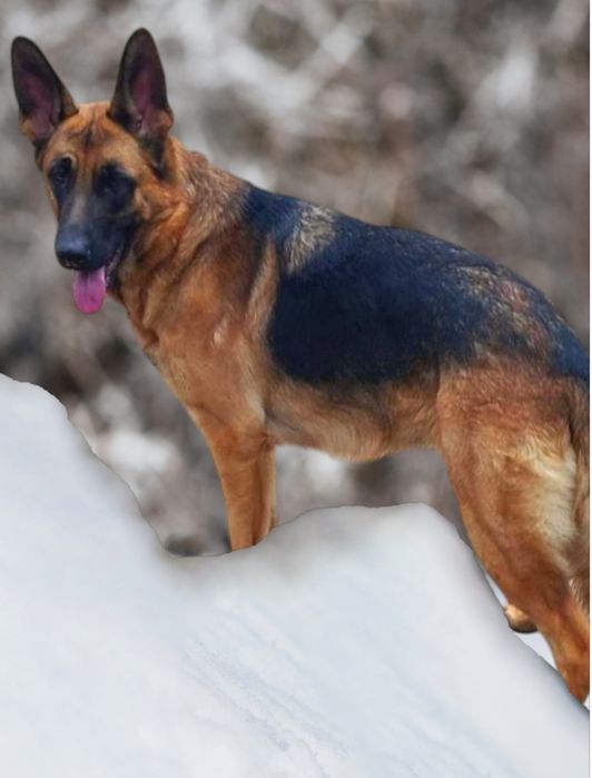 Роскошные крупные суки с родословной.