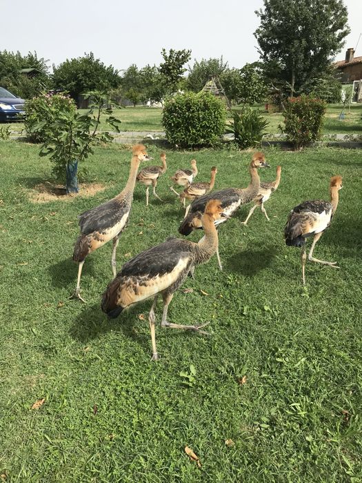 Casais de grous Coroado Cinzento 2025