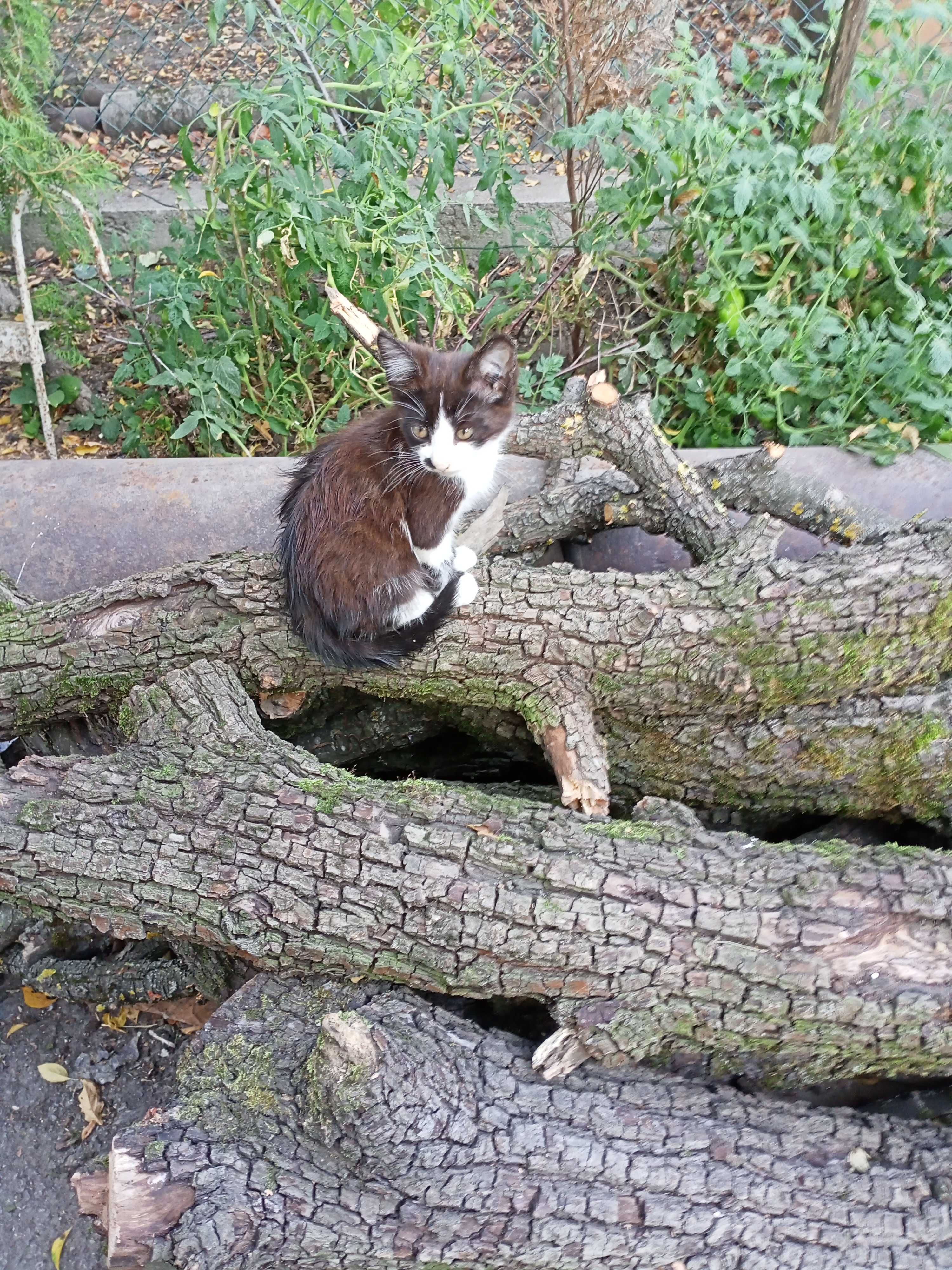 Котики в добрі руки