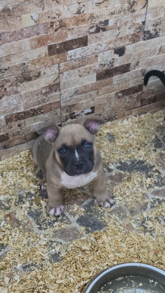 American bully menina