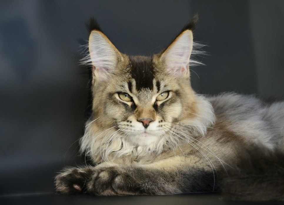 Мейн кун . Мальчик Макс 4 мес.